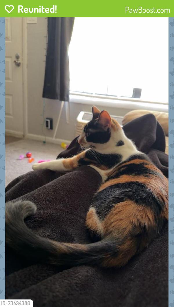 Reunited Female Cat last seen Palmbay road and babcok, Palm Bay, FL 32905