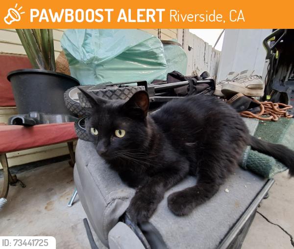 Found/Stray Unknown Cat last seen 3rd and orange st riverside ca, Riverside, CA 92501