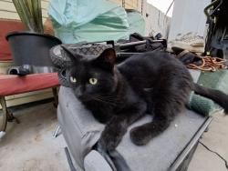 Found/Stray Unknown Cat last seen 3rd and orange st riverside ca, Riverside, CA 92501
