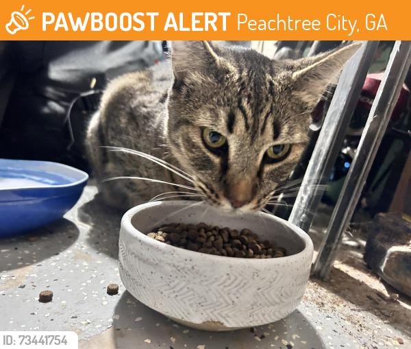 Found/Stray Unknown Cat last seen Braelinn, Peachtree City, GA 30269
