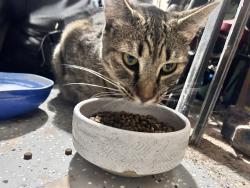 Found/Stray Unknown Cat last seen Braelinn, Peachtree City, GA 30269