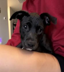 Found/Stray Unknown Dog last seen Near Fair Trade Cafe, 1st Ave and Roosevelt, Phoenix, AZ 85003