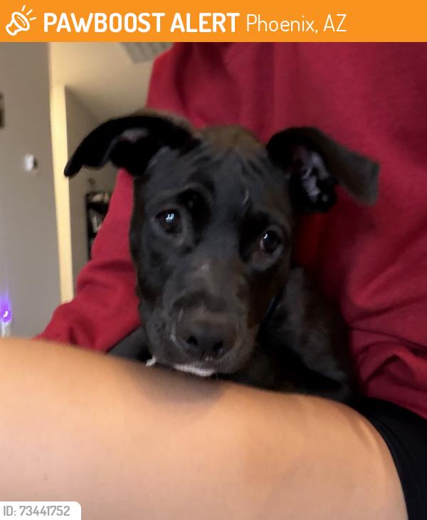 Found/Stray Unknown Dog last seen Near Fair Trade Cafe, 1st Ave and Roosevelt, Phoenix, AZ 85003