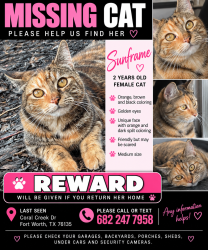 Lost Female Cat last seen Coral Creek Dr, Fort Worth, TX 76135