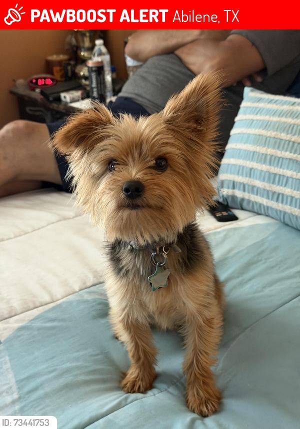 Lost Male Dog last seen Lowden and Clinton, Abilene, TX 79603