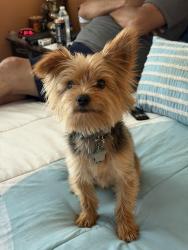 Lost Male Dog last seen Lowden and Clinton, Abilene, TX 79603