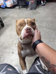 Reunited Female Dog last seen Havenwood circle, Pittsburg, CA 94565