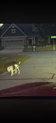 Found/Stray Male Dog last seen Perkins road !, Wayne County, NC 27530