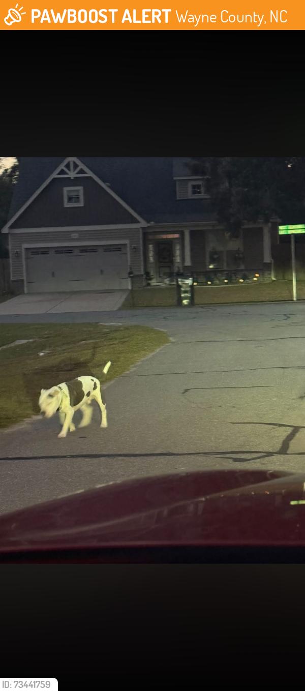 Found/Stray Male Dog last seen Perkins road !, Wayne County, NC 27530