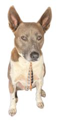 Reunited Male Dog last seen Montiel truck trail, Jamul, CA 91935