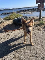 Lost Male Dog last seen Se 79th ave, se glencoe, Milwaukie, OR 97222