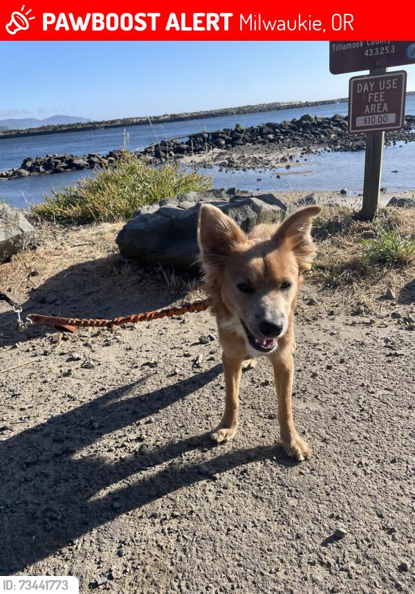 Lost Male Dog last seen Se 79th ave, se glencoe, Milwaukie, OR 97222