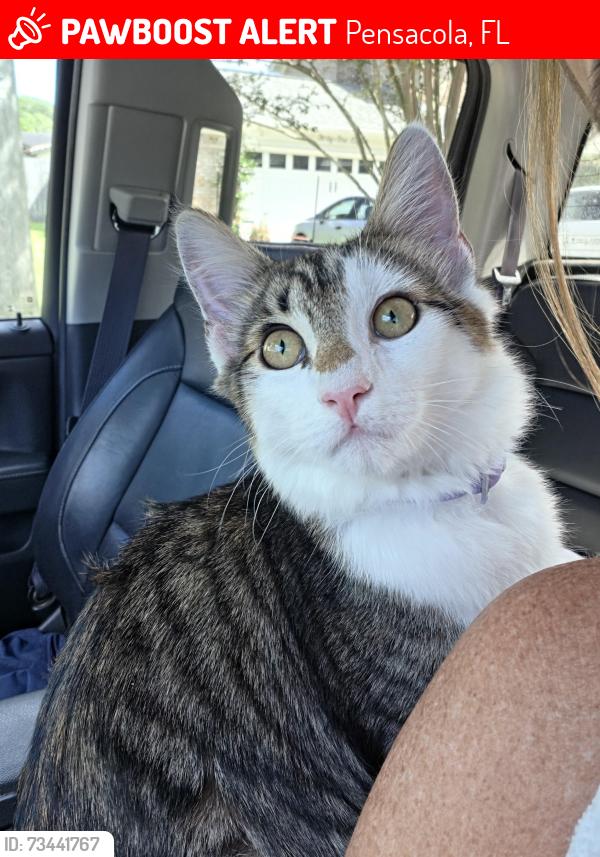 Lost Male Cat last seen Durango Dr./Hibiscus Rd., Pensacola, FL 32504
