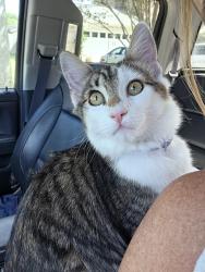 Lost Male Cat last seen Durango Dr./Hibiscus Rd., Pensacola, FL 32504