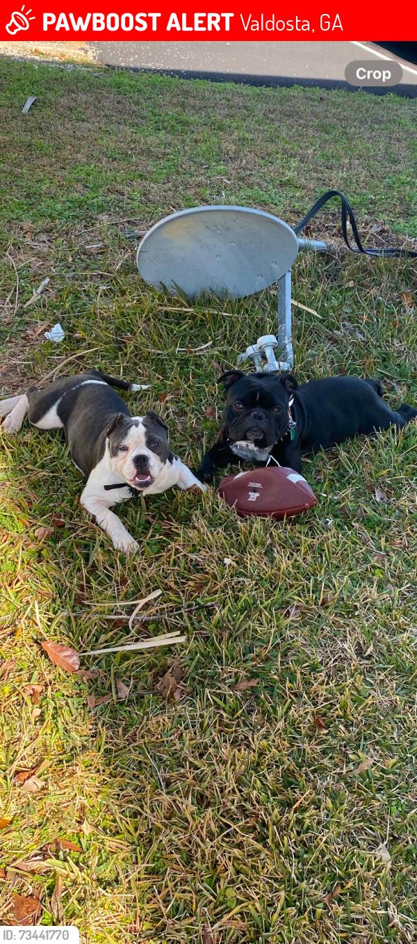 Lost Female Dog last seen Carmella drive, Valdosta, GA 31601