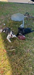 Lost Female Dog last seen Carmella drive, Valdosta, GA 31601