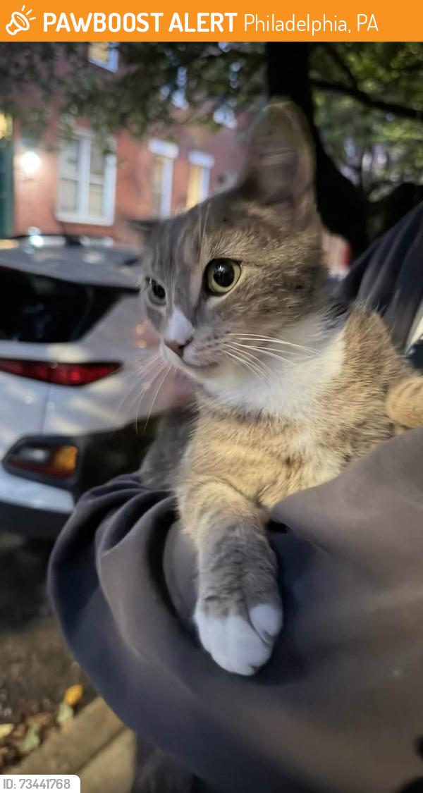 Found/Stray Unknown Cat last seen 20th and Ogden Streets, Philadelphia, PA 19130