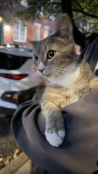 Found/Stray Unknown Cat last seen 20th and Ogden Streets, Philadelphia, PA 19130