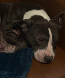 Lost Male Dog last seen Ventana ranch road northwest, Albuquerque, NM 87114
