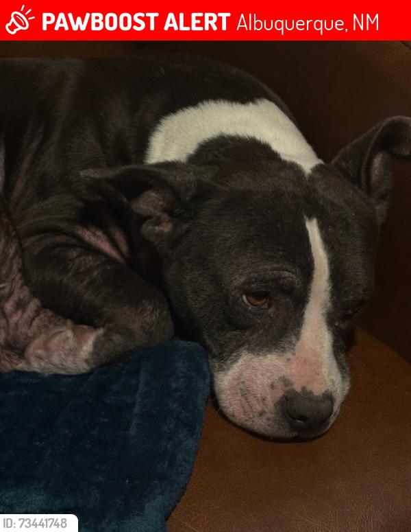 Lost Male Dog last seen Ventana ranch road northwest, Albuquerque, NM 87114