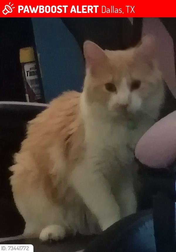 Lost Male Cat last seen Near Abrams road, dallas TX, 75232, Dallas, TX 75231
