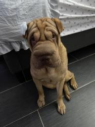 Reunited Female Dog last seen 35th Ave & Baseline or Southern, Phoenix, AZ 85041