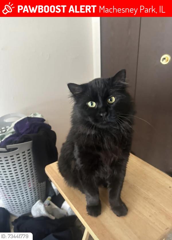 Lost Male Cat last seen North Second St and Tampa Lane, Machesney Park, IL 61115