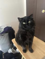 Lost Male Cat last seen North Second St and Tampa Lane, Machesney Park, IL 61115