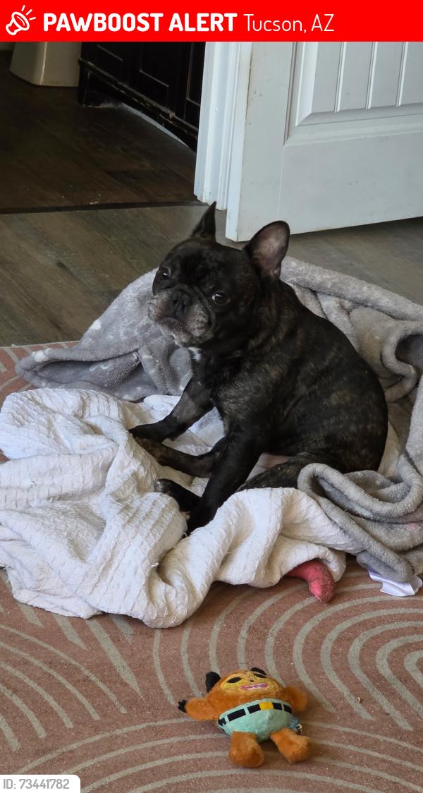 Lost Male Dog last seen Rincon vista veterinary center, Tucson, AZ 85710
