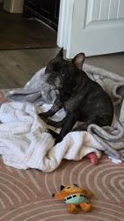Lost Male Dog last seen Rincon vista veterinary center, Tucson, AZ 85710