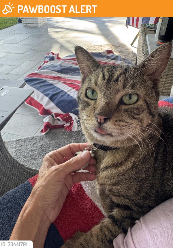 Found/Stray Male Cat last seen Forest Hill and Florida Mango, Lake Clarke Shores, FL 33406