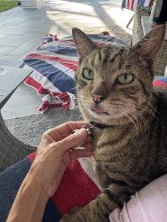Found/Stray Male Cat last seen Forest Hill and Florida Mango, Lake Clarke Shores, FL 33406