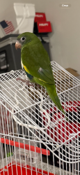 Lost Unknown Bird last seen Landed on trees on the street, New Orleans, LA 70126