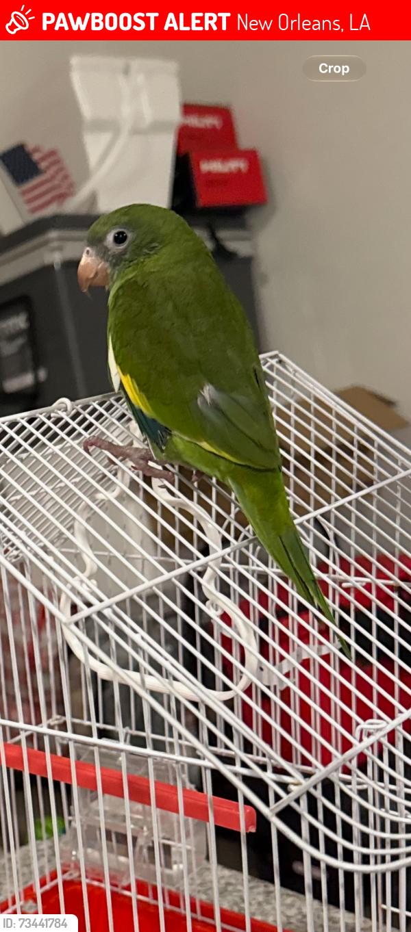 Lost Unknown Bird last seen Landed on trees on the street, New Orleans, LA 70126