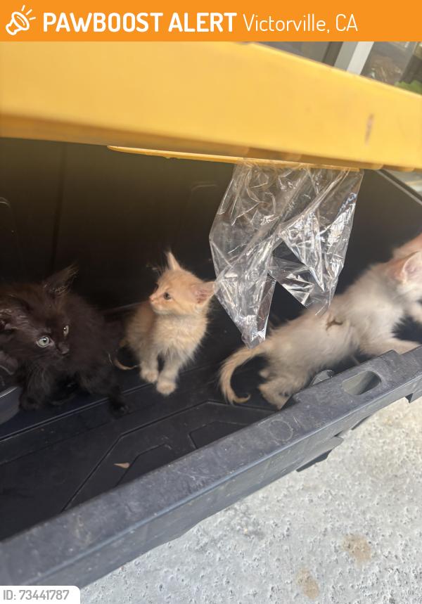 Found/Stray Unknown Cat last seen palmdale, Victorville, CA 92392