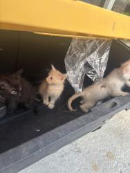 Found/Stray Unknown Cat last seen palmdale, Victorville, CA 92392