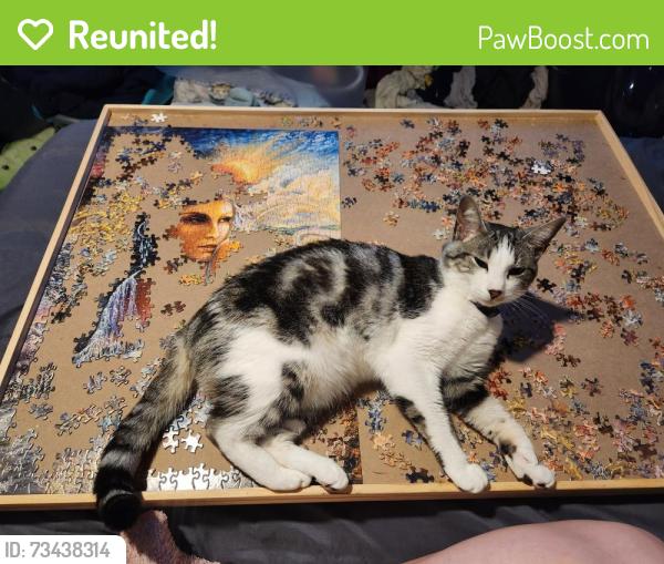 Reunited Female Cat last seen Reservoir ave., Bethel, CT 06801