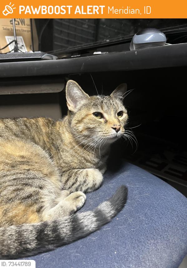 Found/Stray Unknown Cat last seen Meridian Rd & Ustick/Mcmillan, Meridian, ID 83646