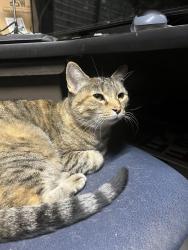 Found/Stray Unknown Cat last seen Meridian Rd & Ustick/Mcmillan, Meridian, ID 83646