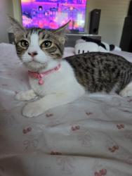 Lost Female Cat last seen Magnolia and Orangewood, Garden Grove, CA 92841