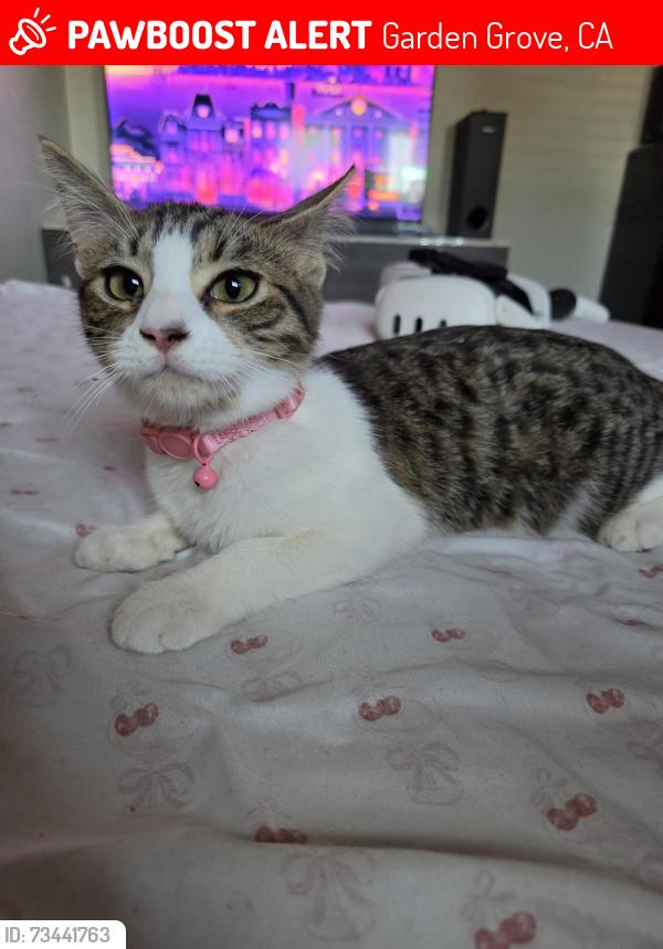 Lost Female Cat last seen Magnolia and Orangewood, Garden Grove, CA 92841