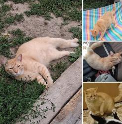 Lost Male Cat last seen HWY 33 crosses HWY 340 in Elkton, VA 22827, USA, Elkton, VA 22827