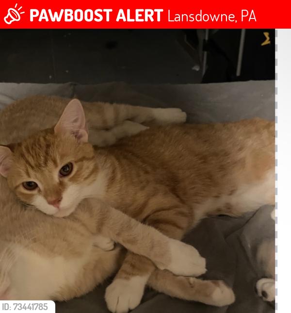 Lost Male Cat last seen Near Penn blvd in LANs, Lansdowne, PA 19050