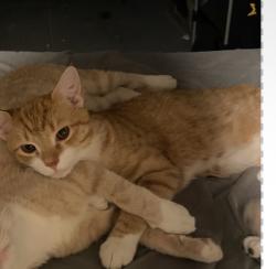 Lost Male Cat last seen Near Penn blvd in LANs, Lansdowne, PA 19050