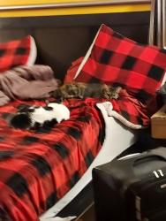 Reunited Male Cat last seen Down McCornack Road, Elgin, IL 60140