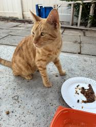 Found/Stray Unknown Cat last seen El Palomino and Limonite, Riverside, CA 92509