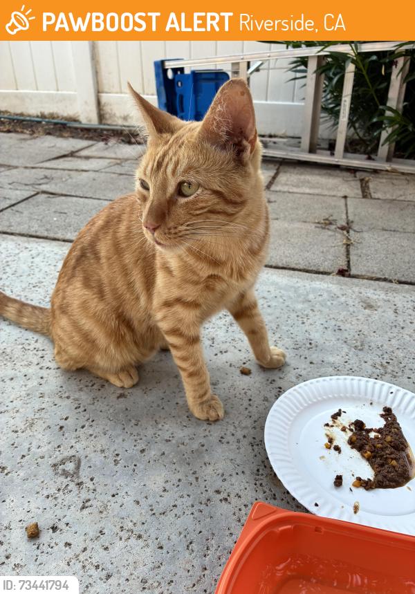 Found/Stray Unknown Cat last seen El Palomino and Limonite, Riverside, CA 92509