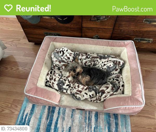 Reunited Female Dog last seen Escuela and Cirolero St. Across from Milpitas High School, Milpitas, CA 95035