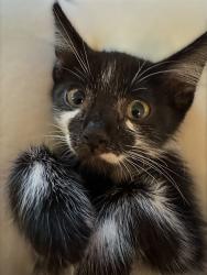 Shelter Stray Female Cat last seen INNOVATOR DR & ENDEAVOR WAY, 2127 Front St, Sacramento, CA 95818, USA