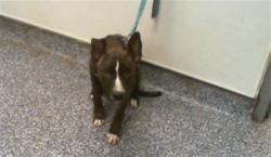 Shelter Stray Female Dog last seen CHARLOTTE, 8315 Byrum Dr, Charlotte, NC 28217, USA